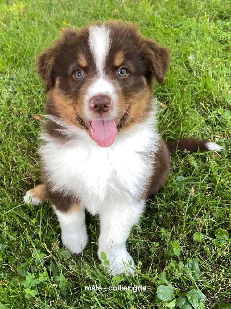Des Bergers De La Tribu De Dana - Chiots disponibles - Berger Australien