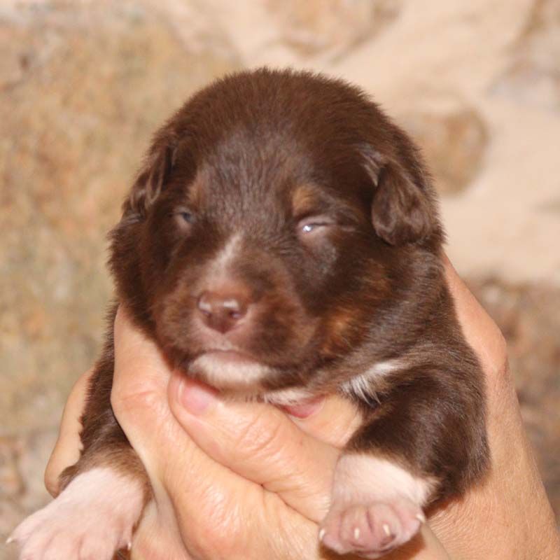 Des Bergers De La Tribu De Dana - Chiots disponibles - Berger Australien