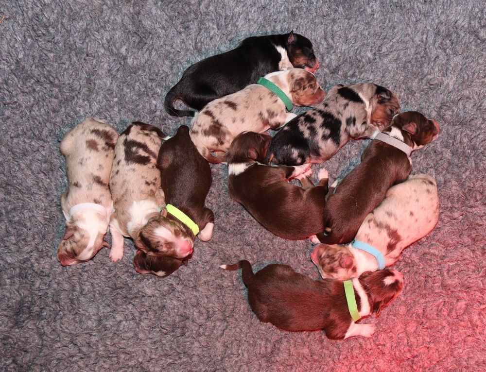 Des Bergers De La Tribu De Dana - Chiots disponibles - Berger Australien