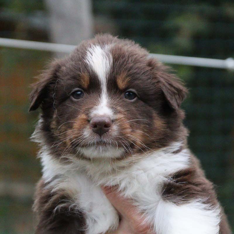 Des Bergers De La Tribu De Dana - Chiots disponibles - Berger Australien
