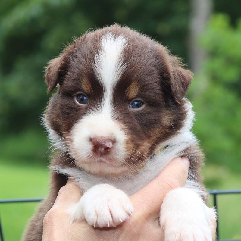 Des Bergers De La Tribu De Dana - Chiots disponibles - Berger Australien
