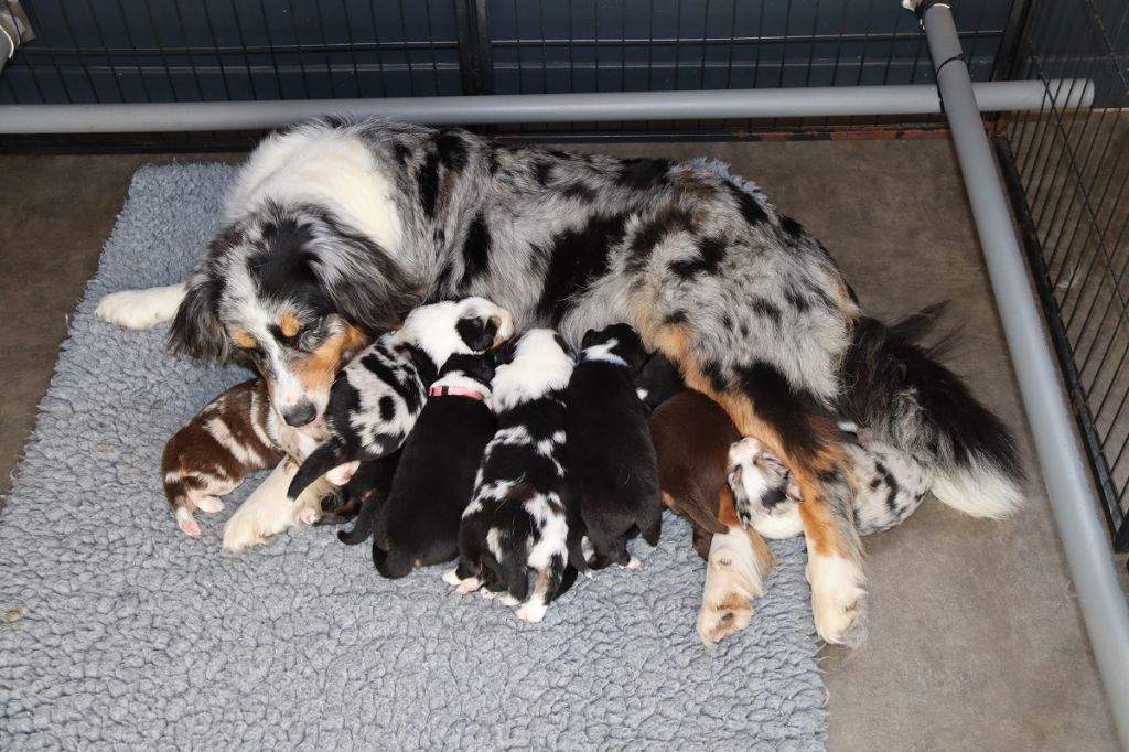 Chiot Berger Australien Des Bergers De La Tribu De Dana
