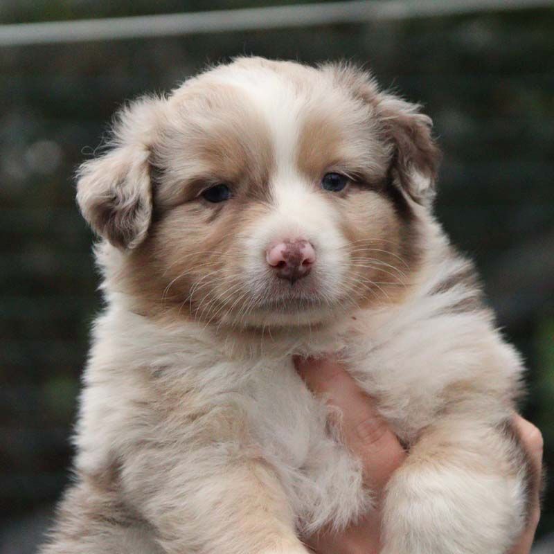 Des Bergers De La Tribu De Dana - Chiots disponibles - Berger Australien