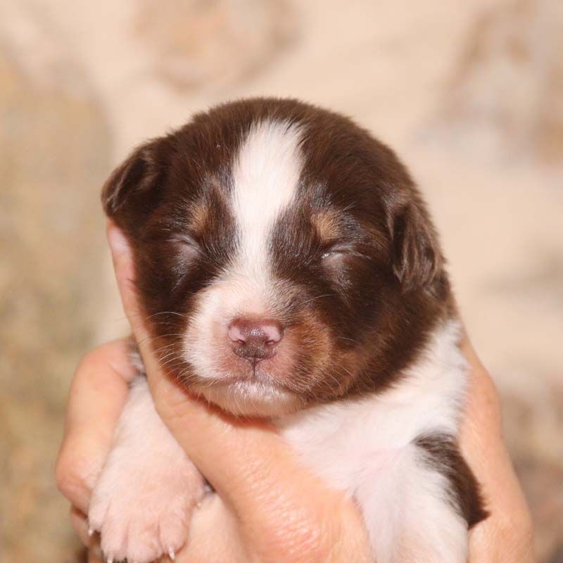 Des Bergers De La Tribu De Dana - Chiots disponibles - Berger Australien