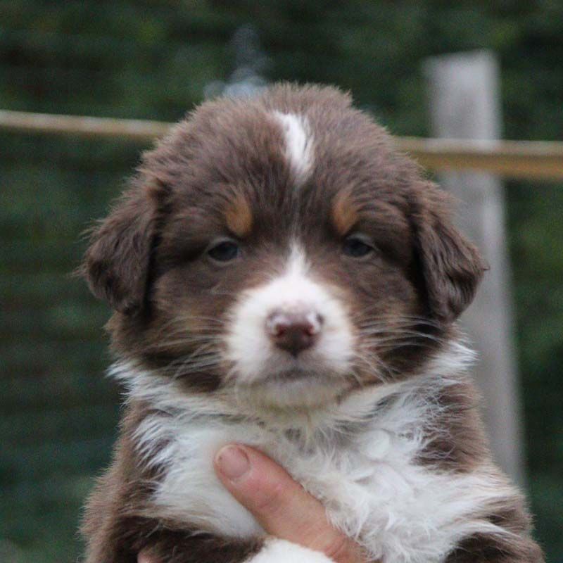 Des Bergers De La Tribu De Dana - Chiots disponibles - Berger Australien