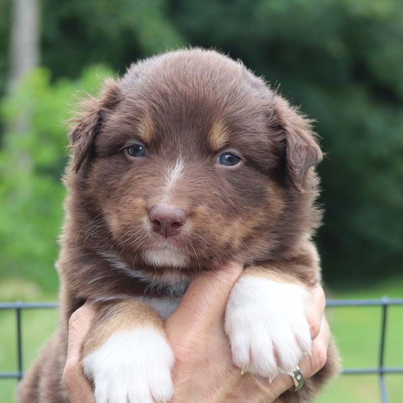 Des Bergers De La Tribu De Dana - Chiots disponibles - Berger Australien