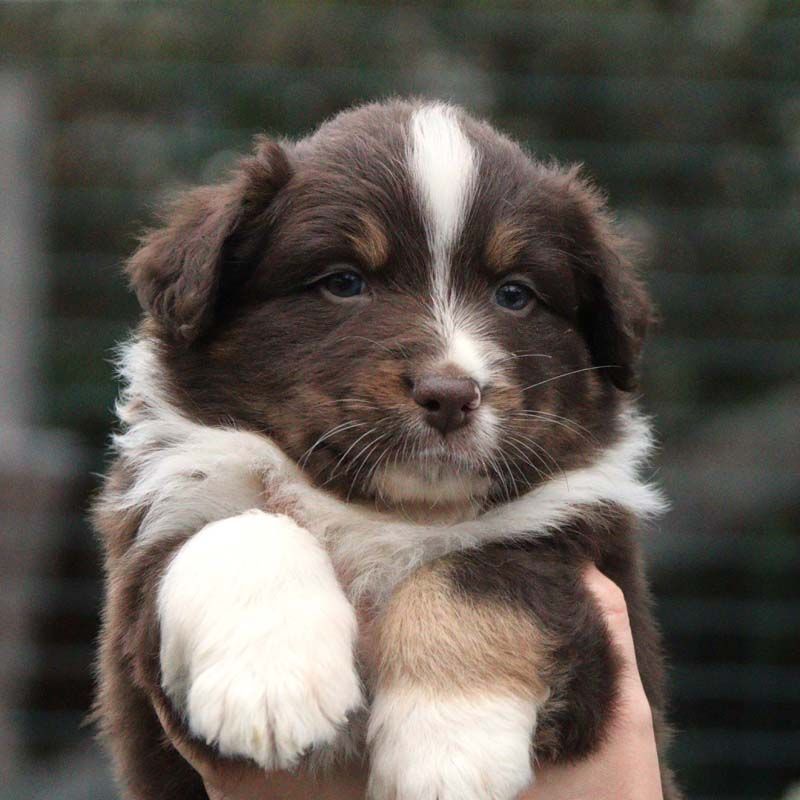 Des Bergers De La Tribu De Dana - Chiots disponibles - Berger Australien