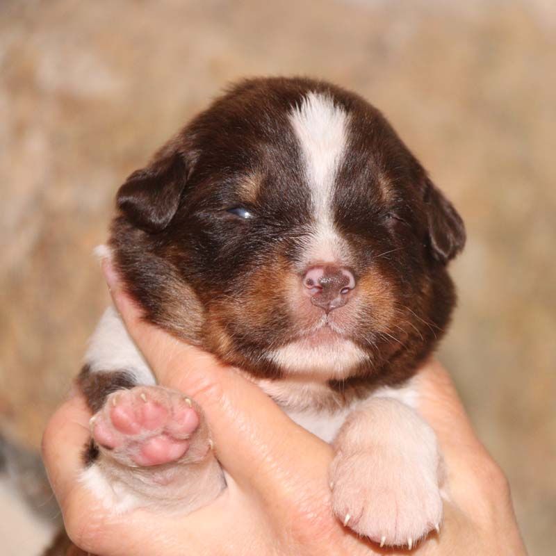 Des Bergers De La Tribu De Dana - Chiots disponibles - Berger Australien