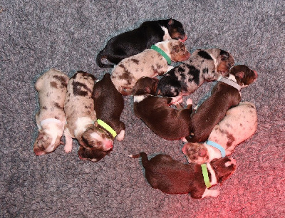 CHIOT