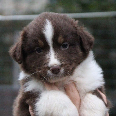 CHIOT