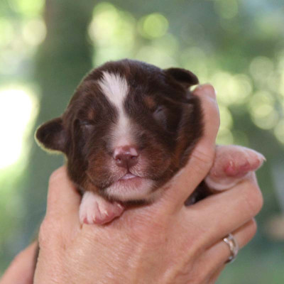 CHIOT 2