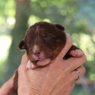 CHIOT 3