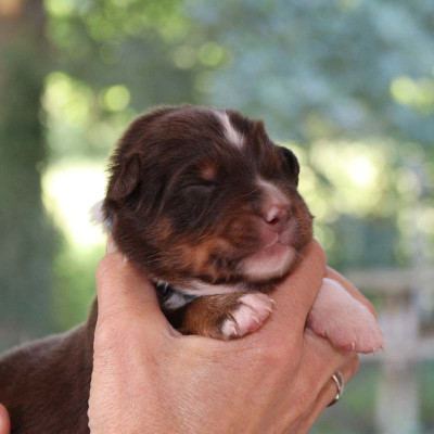 CHIOT 4