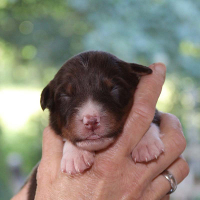 CHIOT 8
