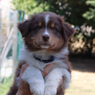 CHIOT 1