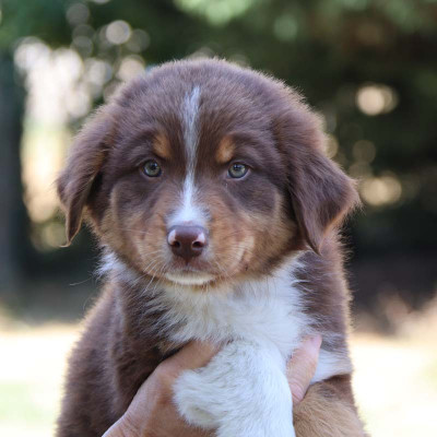 CHIOT 5