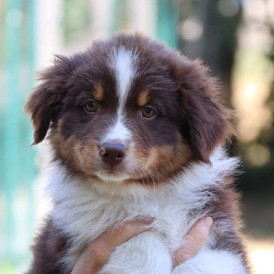 CHIOT 7