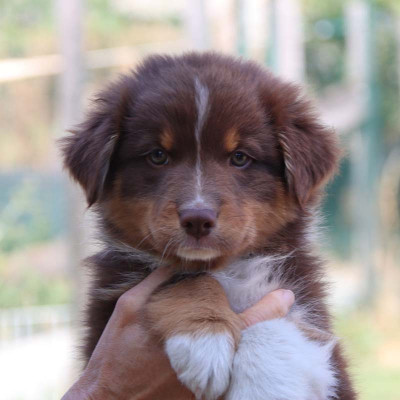 CHIOT 9