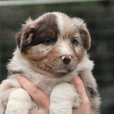 CHIOT
