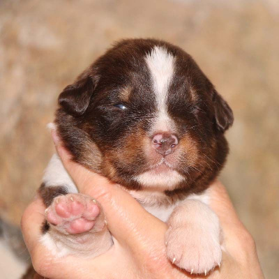 CHIOT