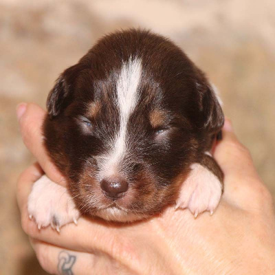 CHIOT