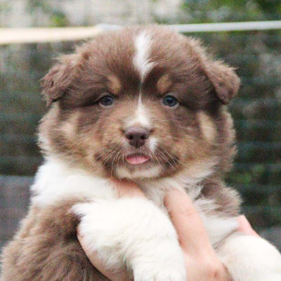 CHIOT