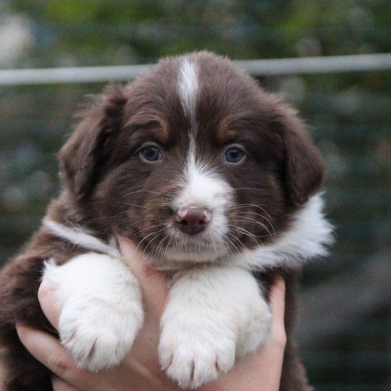 Des Bergers De La Tribu De Dana - Chiots disponibles - Berger Australien