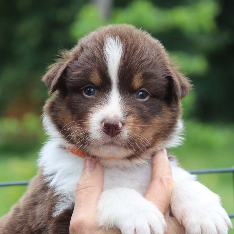 Des Bergers De La Tribu De Dana - Chiots disponibles - Berger Australien