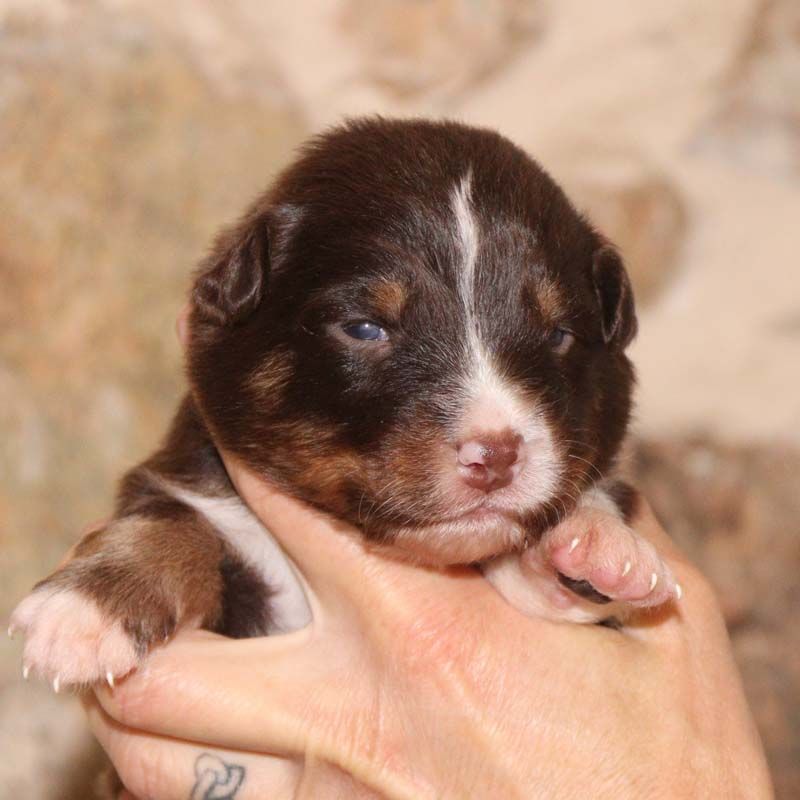 Des Bergers De La Tribu De Dana - Chiots disponibles - Berger Australien