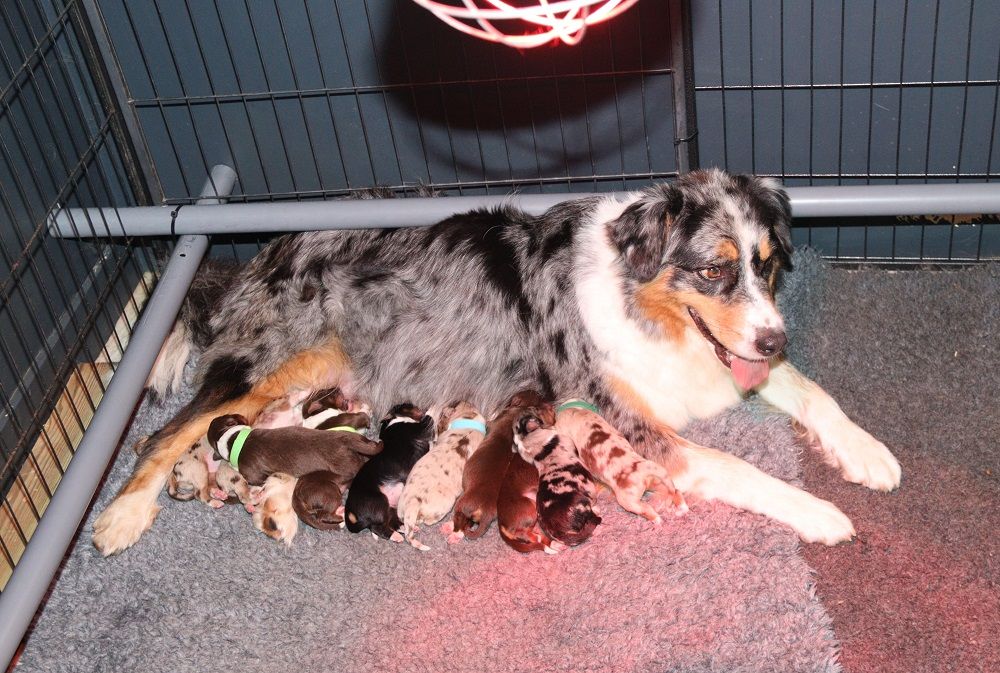 Chiot Berger Australien Des Bergers De La Tribu De Dana