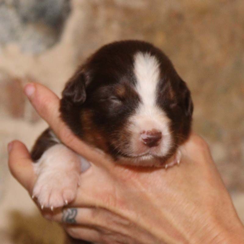 Des Bergers De La Tribu De Dana - Chiots disponibles - Berger Australien