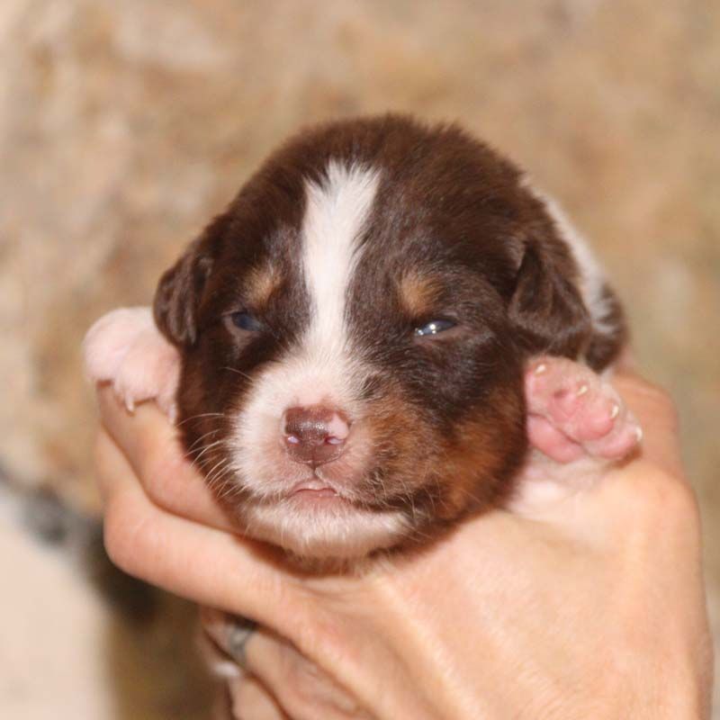 Des Bergers De La Tribu De Dana - Chiots disponibles - Berger Australien