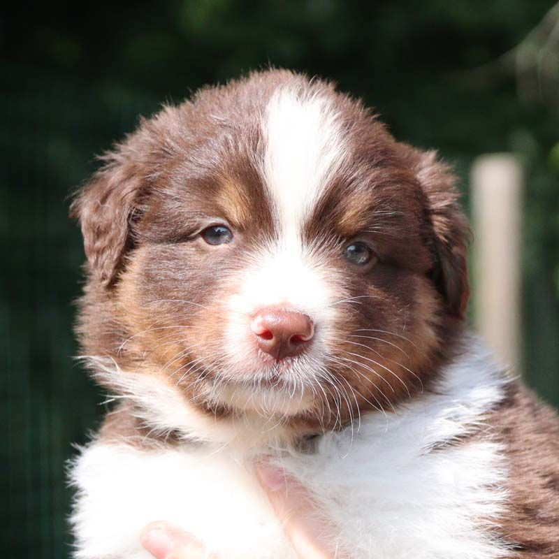 Des Bergers De La Tribu De Dana - Chiots disponibles - Berger Australien