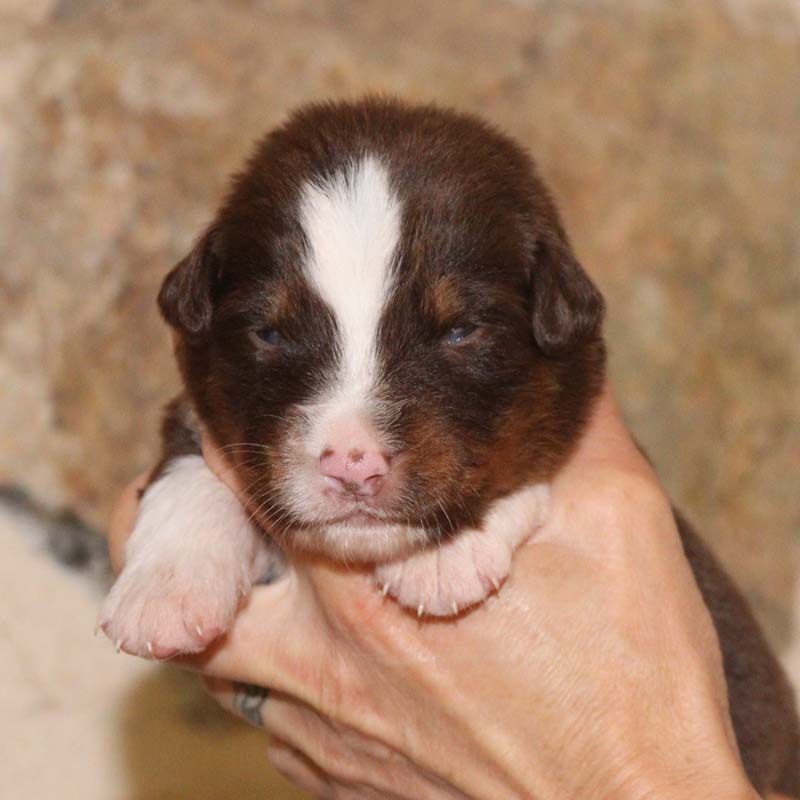 Des Bergers De La Tribu De Dana - Chiots disponibles - Berger Australien