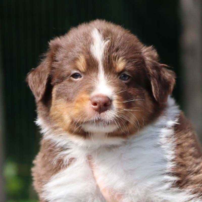 Des Bergers De La Tribu De Dana - Chiots disponibles - Berger Australien