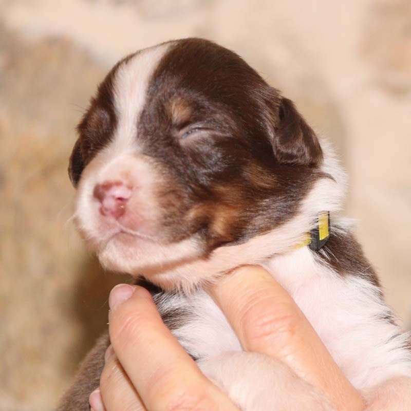 Des Bergers De La Tribu De Dana - Chiots disponibles - Berger Australien