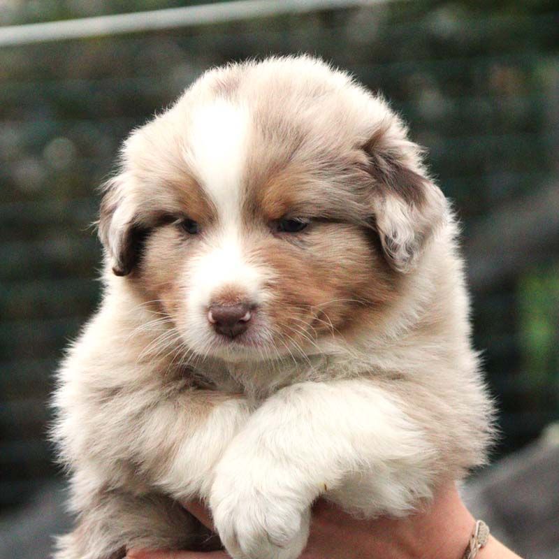 Des Bergers De La Tribu De Dana - Chiots disponibles - Berger Australien