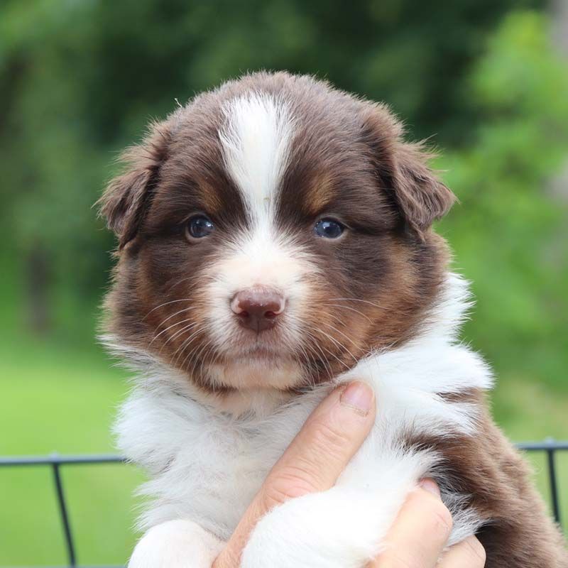 Des Bergers De La Tribu De Dana - Chiots disponibles - Berger Australien