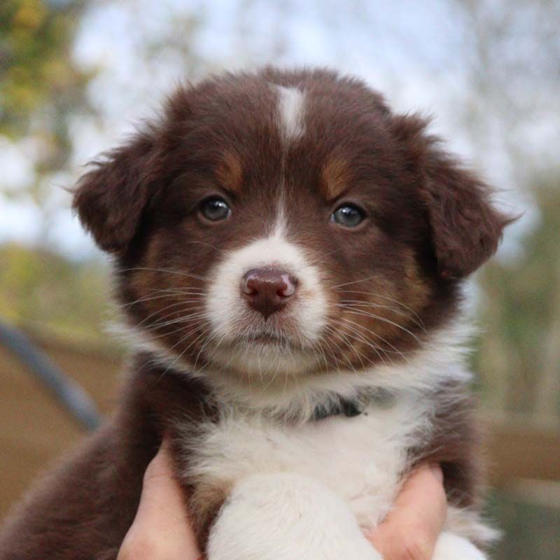 Des Bergers De La Tribu De Dana - Chiots disponibles - Berger Australien