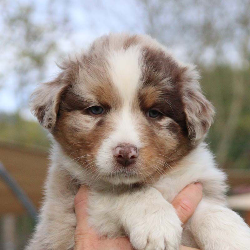 Des Bergers De La Tribu De Dana - Chiots disponibles - Berger Australien