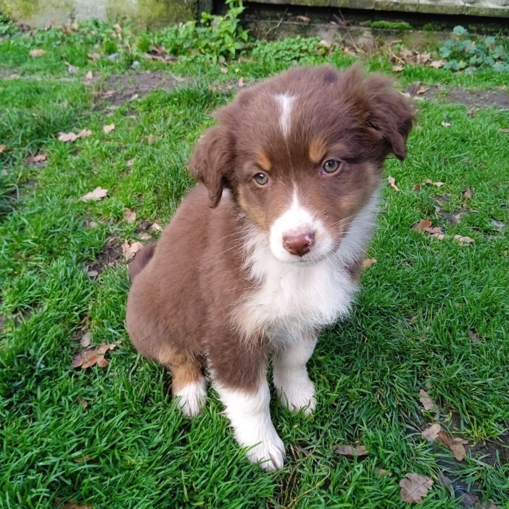 Des Bergers De La Tribu De Dana - Chiots disponibles - Berger Australien