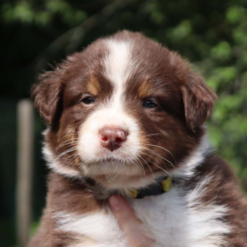 Des Bergers De La Tribu De Dana - Chiots disponibles - Berger Australien