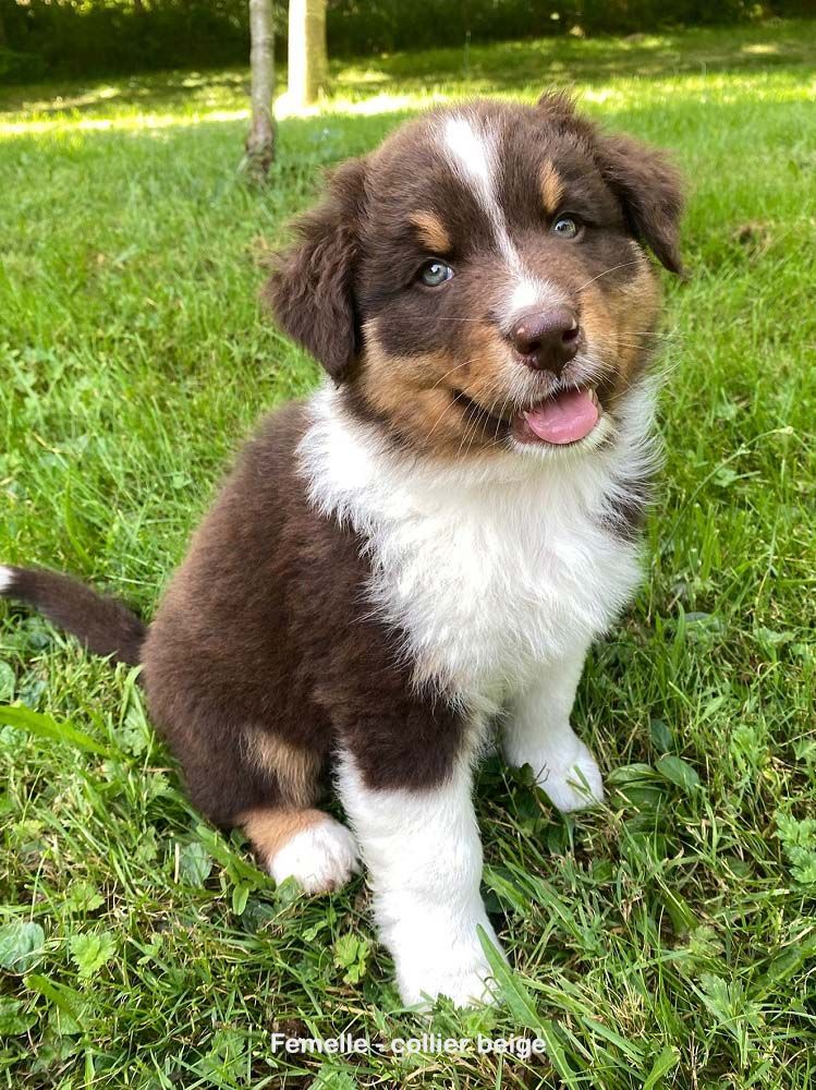 Des Bergers De La Tribu De Dana - Chiots disponibles - Berger Australien