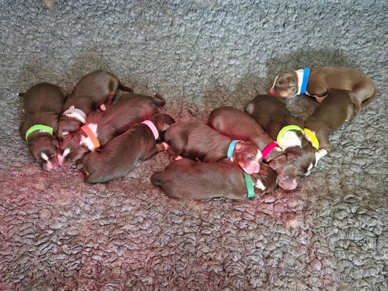 Chiot Berger Australien Des Bergers De La Tribu De Dana
