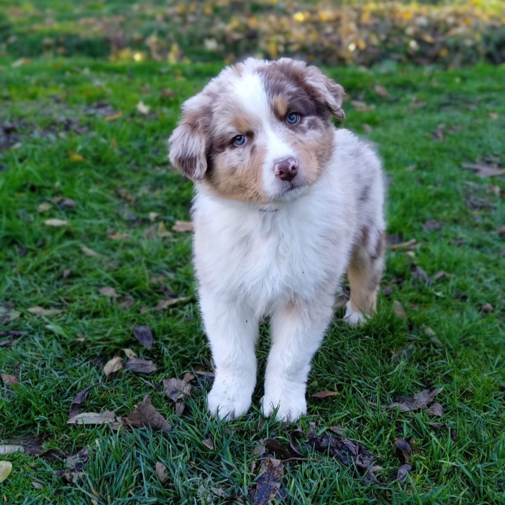 Des Bergers De La Tribu De Dana - Chiots disponibles - Berger Australien